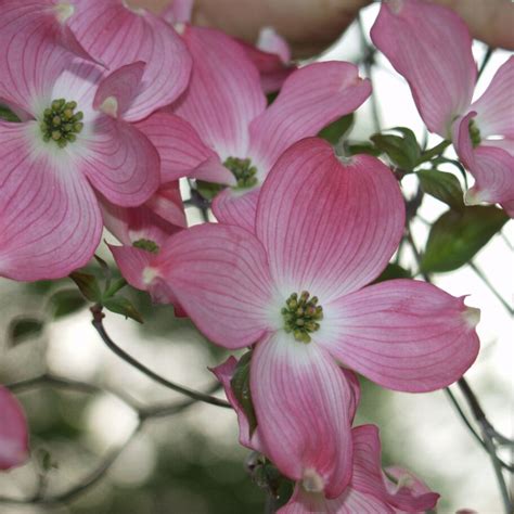 Dogwood, Pink (Tree) Seed – MOONSHINE DESIGNS NURSERY