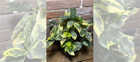 Кодиеум кротон эбурнеум купить в Москве | Товары для дома и дачи | Авито