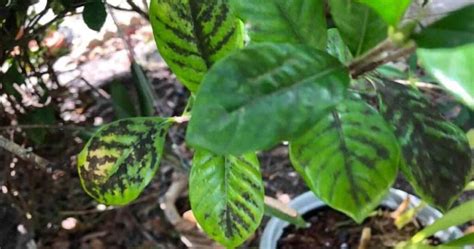 Gardenia Pests | Diseases | Leaves Turning Brown | More