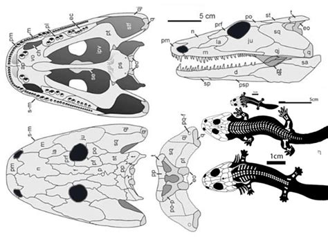 Sclerocephalus And Iberospondylus