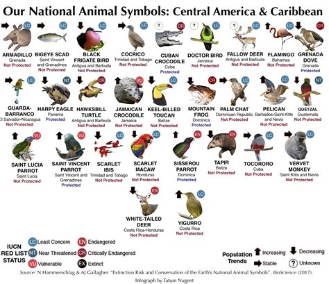 National Animal Symbols: Central America and Caribbean – Shark Research & Conservation Program ...