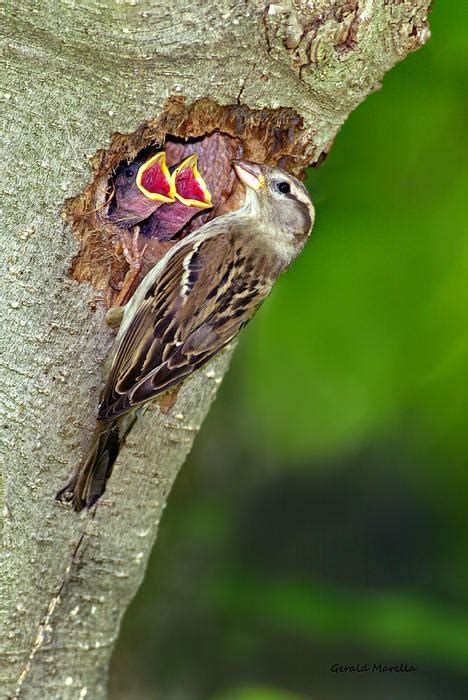 Chipping Sparrow Nest by Gerald Marella | Sparrow nest, Bird sightings ...