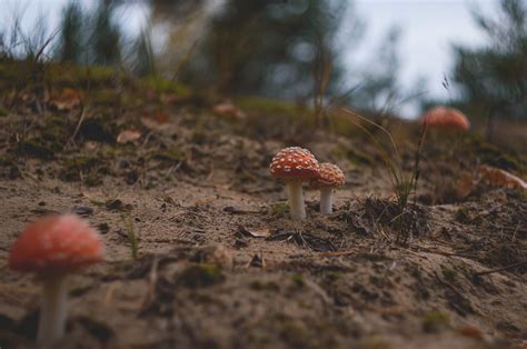 Mushrooms Flickr