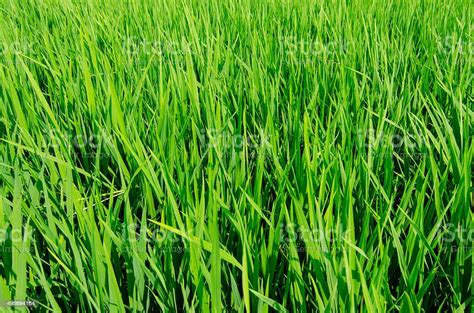 Green Paddy Field In Malaysia Stock Photo Download Image Now 2015