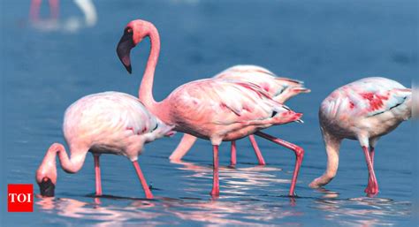 After seven years, lesser flamingos at Pulicat | Chennai News - Times ...