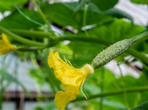 Focus Sélectif Sur Un Petit Jeune Concombre épineux Avec Une Fleur