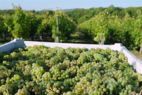 Visiting Russia's Vineyards: Chateau Le Grand Vostock
