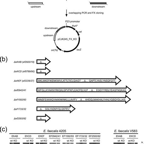 Phylogenetic Tree Of Heterodimeric Abc Transporters Seven E Faecalis