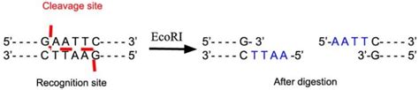 EcoRI Restriction Enzyme - Laboratory Notes