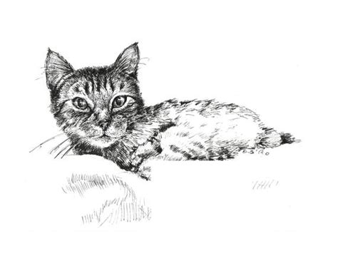 Tabby Cat Sketch at PaintingValley.com | Explore collection of Tabby ...