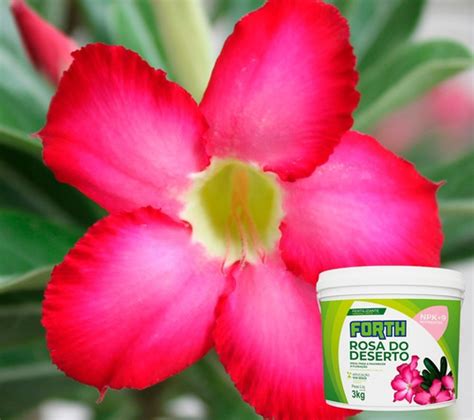 Adubo Fertilizante Forth Rosa Do Deserto Balde Kg Flora O World Garden