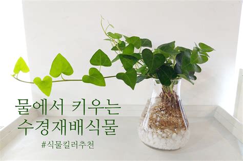 09화 식물 킬러도 추천 물에서 키우는 수경재배식물