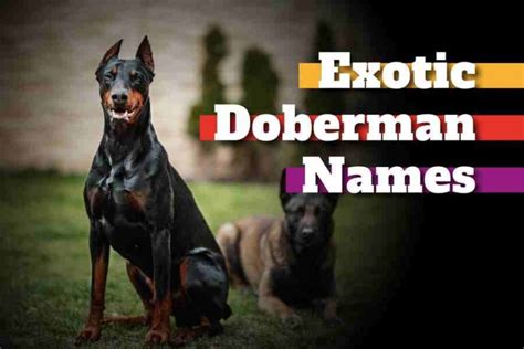 220 Exotic Doberman Names: Finding The Perfect Name For Your Loyal ...