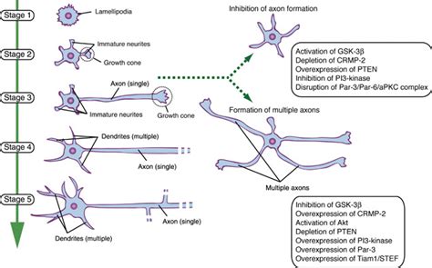 Regulation Of Axon Formation Springerlink