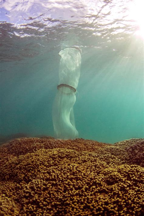 The Sex Life Of Coral Why Scientists Think It Could Save Us All Honolulu Civil Beat