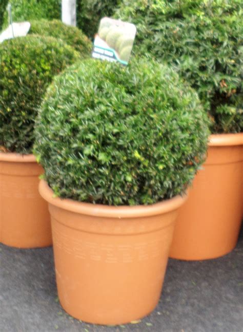 Yew Topiary Ball 30cm(11inch) - New Leaf Topiary Online Shop