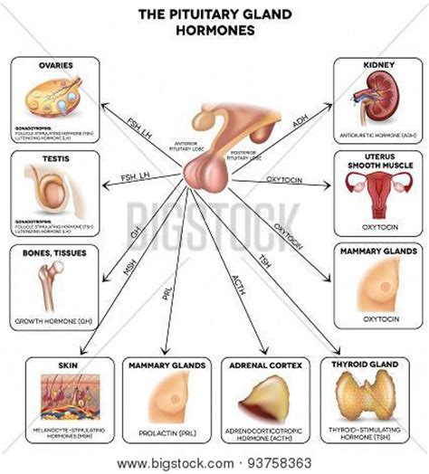 Pituitary Gland Vector & Photo (Free Trial) | Bigstock