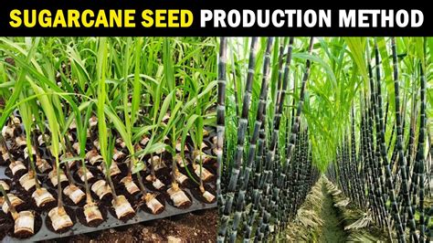 Sugarcane Seed Production Sugarcane Planting Methods Sugarcane Farming Sugarcane