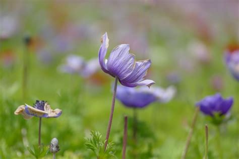 Banco De Imagens Natureza Plantar Campo Prado Pradaria Flor