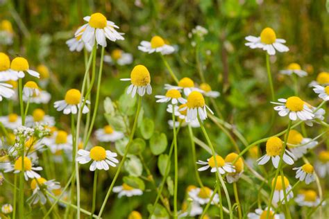 Chamomile | Description, Uses, & Species | Britannica