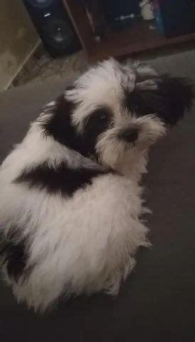 Shih Tzu Misturado No Brasil