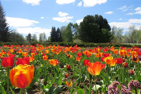 Добро пожаловать-Центральный сибирский ботанический сад СО РАН