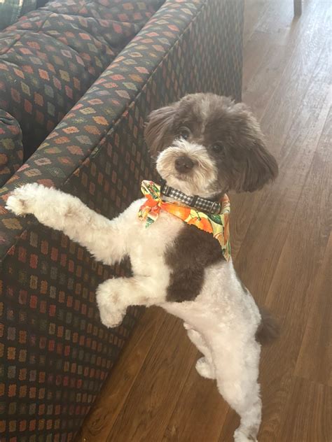 Comfort Paws House Call Pet Grooming | Winston-Salem NC