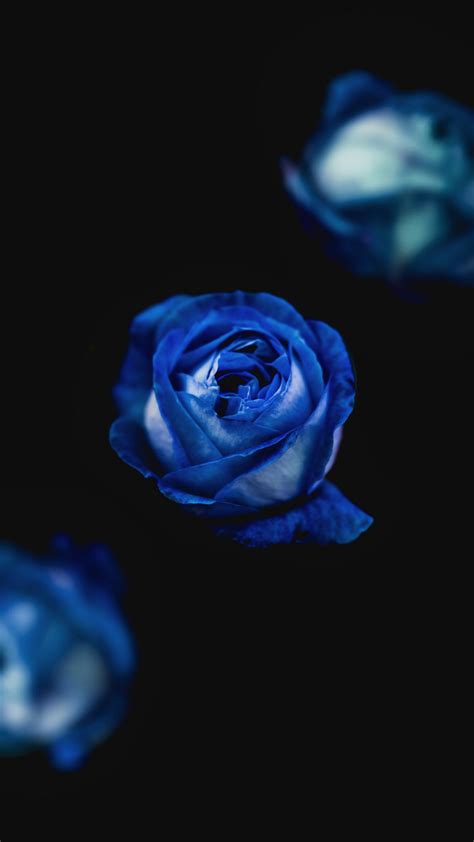 Blue Roses iPhone Wallpaper | iDrop News