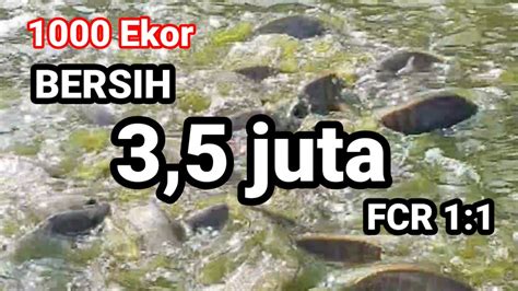 Keuntungan Ternak Ikan Nila Sistem Bioflok 1000 Ekor YouTube