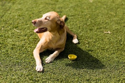 Premium Photo | Dog running in grass