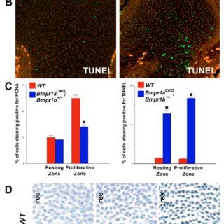 Defects In Hypertrophic Differentiation In Bmpr A Cko Mice A E