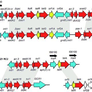 Linear Schematic Representation Of L Hongkongensis HLGZ1 MDR Regions