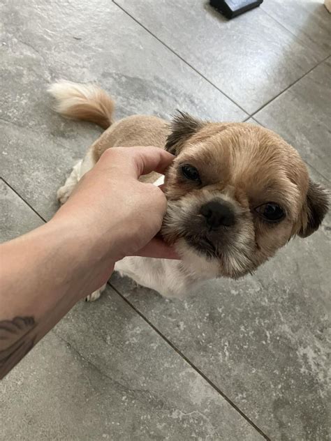 Piesek shih tzu z metryka Białystok Antoniuk OLX pl