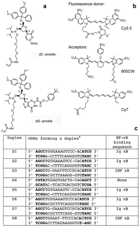 A Oligodeoxynucleotide Odn Modifiers Dc And Dg Amidite Synthons