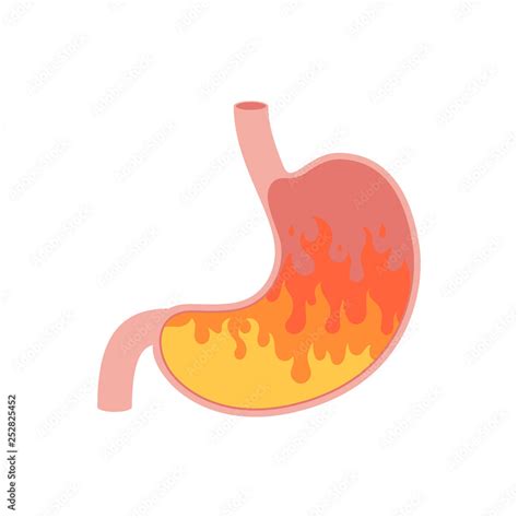 Human Stomach Clipart