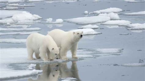 Clima Orsi Polari A Rischio Estinzione Entro Il 2100 La Voce D Italia