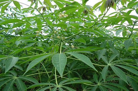 Cassava Plants With Inflorescence Cassava Plants With Infl Flickr