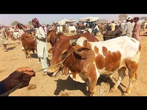 Sahiwal Cholistani Bachra Price In Luddan Mandi Cattle Market