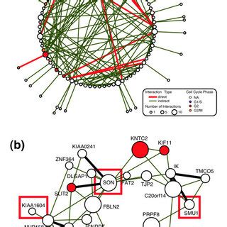 Validation of siRNA sequences for essential mitotic genes. (a ... 