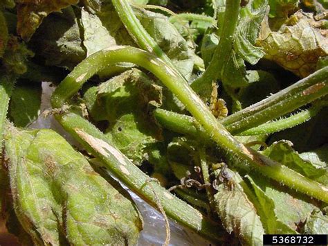 Anthracnose of cucurbits | UMN Extension