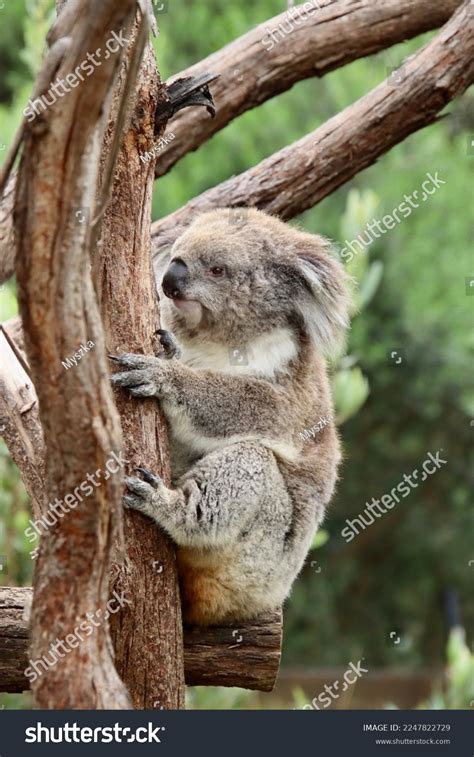 Koala Female Australian Native Marsupial Stock Photo 2247822729 ...