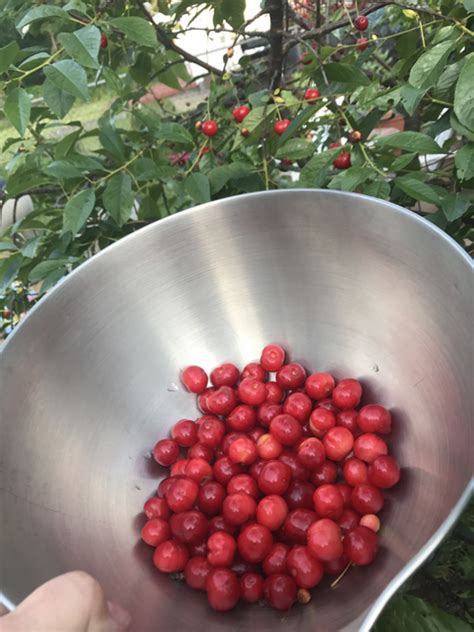 First Sour Cherry Harvest | Sour Cherry Farm