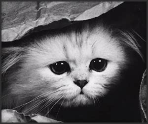 sad cat diary