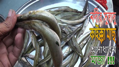 হঠাৎ বোয়াল মাছে ভরে গেছে বৈদ্যের বাজার আড়ৎ Biggest River Fish Market