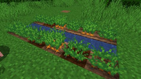 How To Grow Carrots In Minecraft Diamondlobby