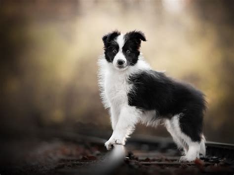 Border Collie Gi Ng Ch Th Ng Minh Xinh P S Th Gi I