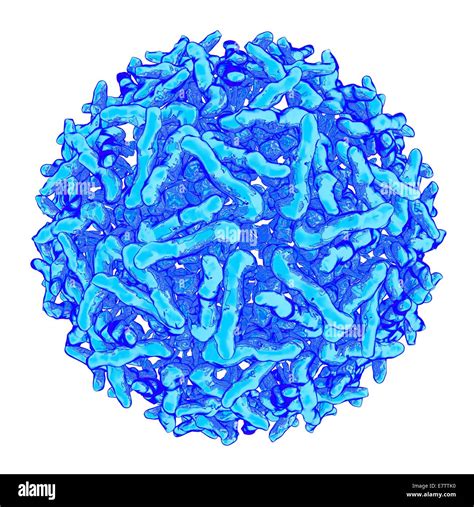 Sindbis Virus Computer Artwork Stock Photo Alamy