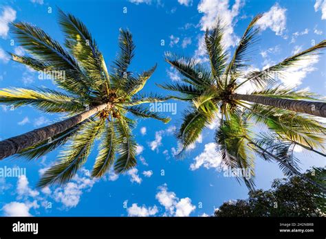 Palmiers par une journée ensoleillé et sous un beau ciel bleu Ile de