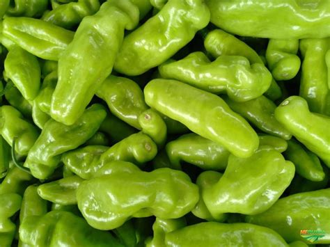 O Que É Pimenta De Cheiro - Pimenta de Cheiro Acemira - 2gr de Sementes - Isla - Sementes ...