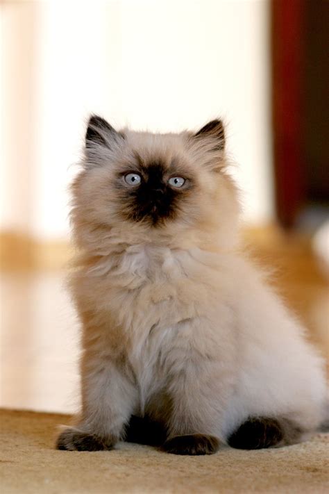 persian himalayan Free Photo Download | FreeImages